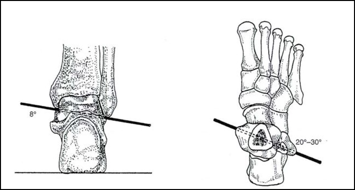 발목의 저측굴곡과 배측굴곡의 축을 보여주는 그림