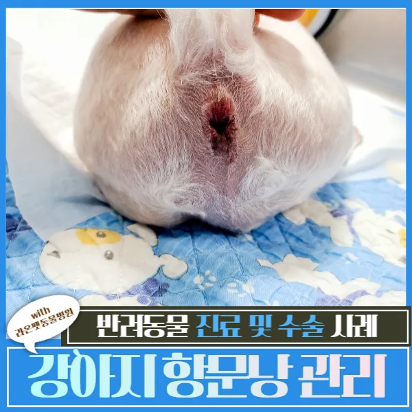 강아지 항문낭 압출법 염증 방지 필수 관리_6