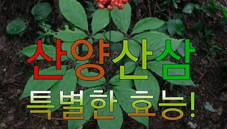 산양산삼의 효능