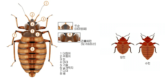 빈대 특징 사진