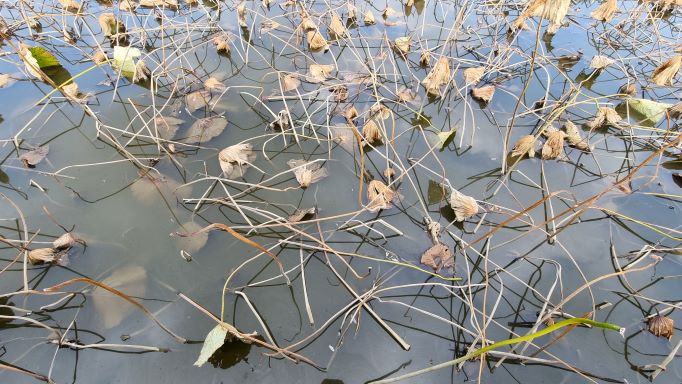 물에 잠긴 연잎&#44; 회섹 물빛