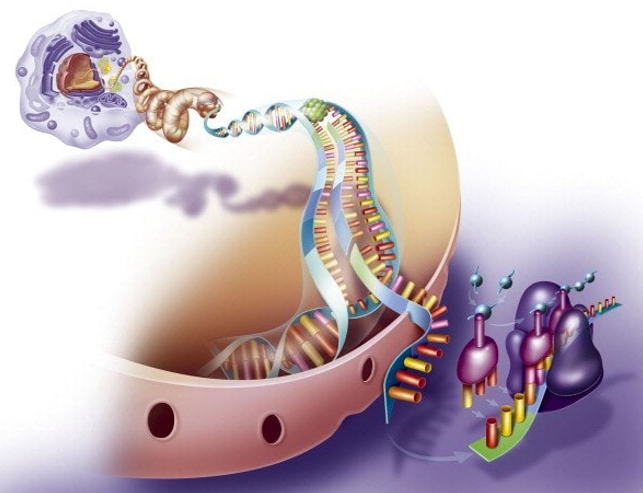  아미노산(Amino acid) 당신이 알아야 할 최고의 영양소!