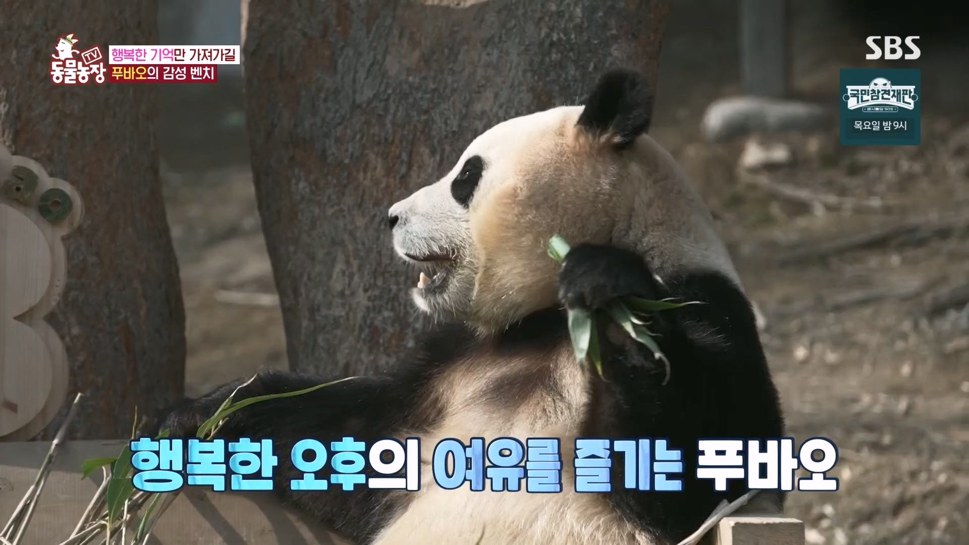 TV 동물농장.E1160.240225p.H264-F1RST.mp4_20240225_165130.208.jpg