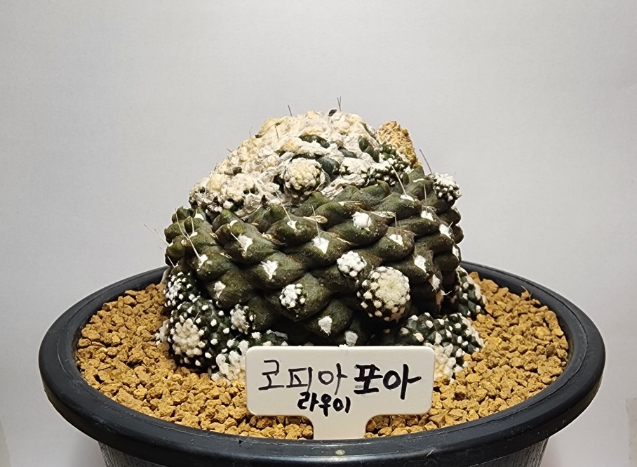 포아 이미지