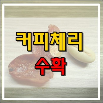  커피나무 첫 체리 수확
