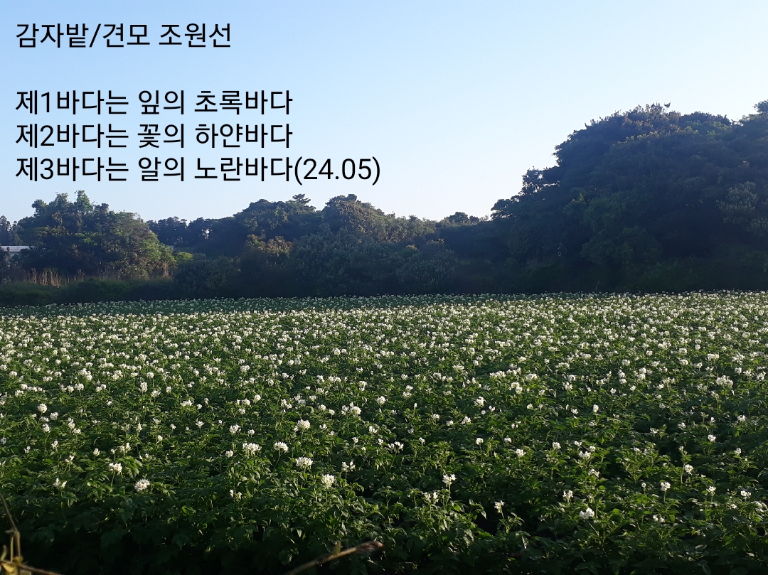 감자밭 이미지