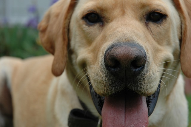 강아지 집안 사고 예방