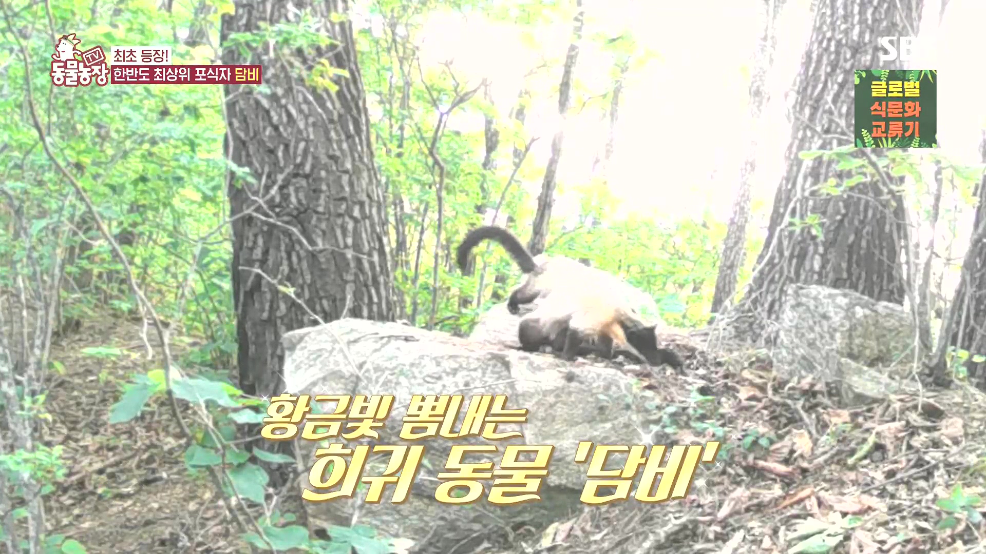 TV 동물농장.E1185.240818p.H264-F1RST.mp4_20240818_161237.207.jpg
