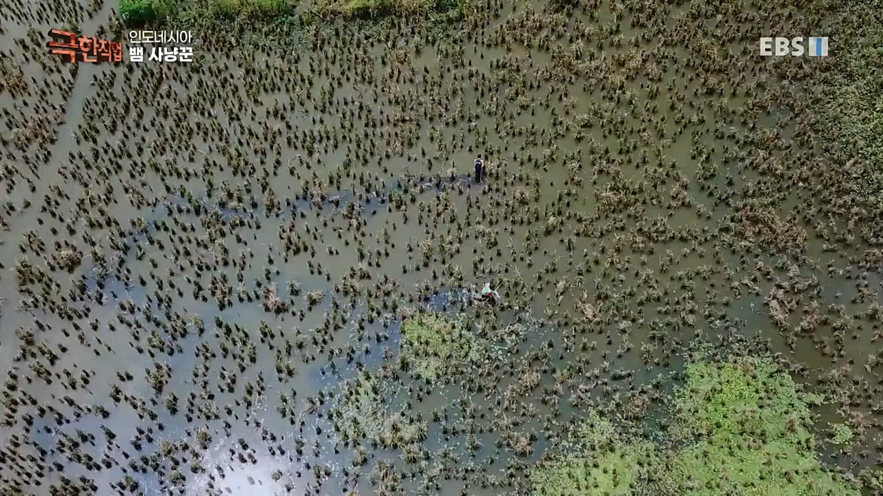 TV - 교육의 중심 EBS인도네시아 뱀사냥꾼.mp4_20221211_181458.320.jpg