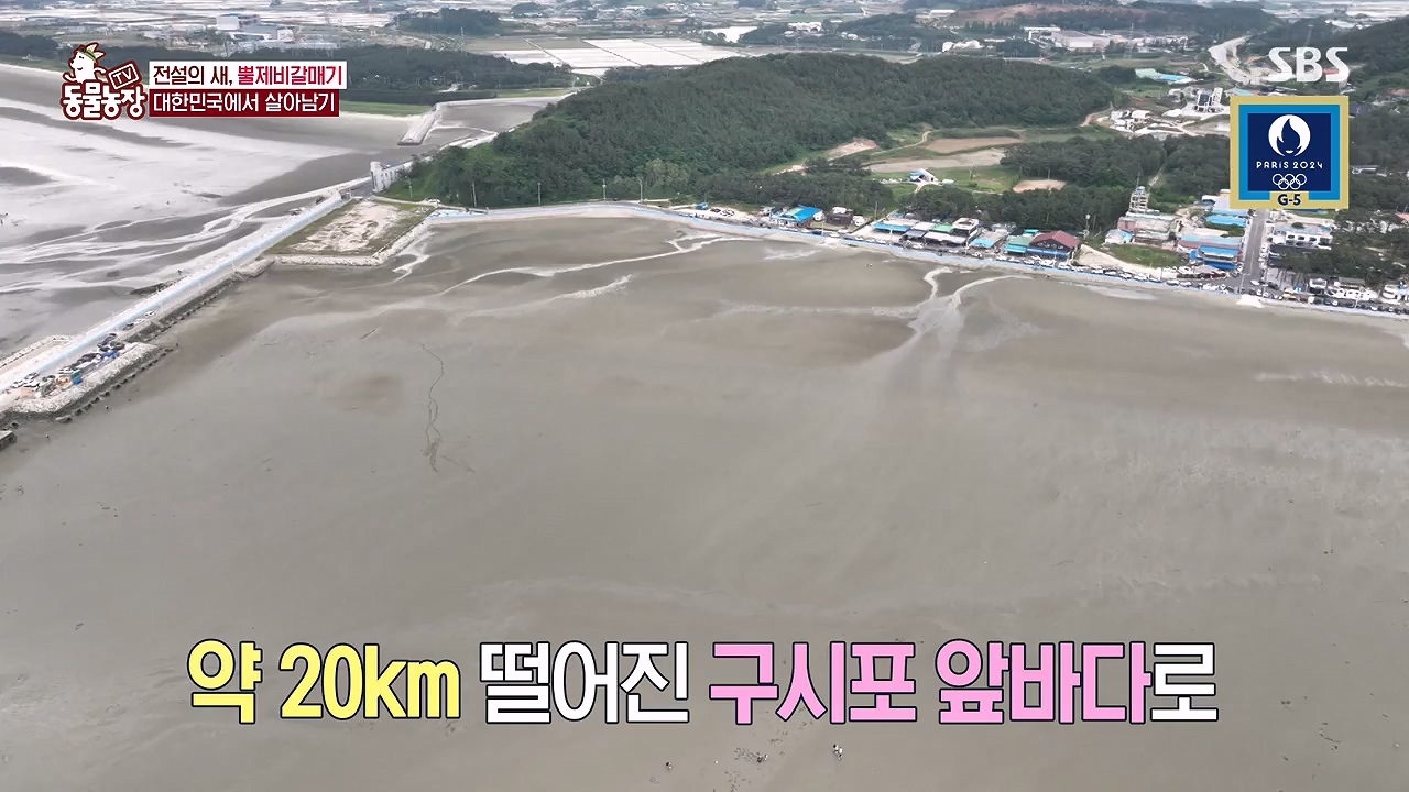 TV 동물농장.E1181.240722p-NEXT.mp4_20240721_165559.085.jpg