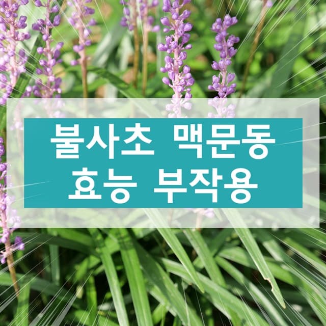 맥문동 효능 부작용