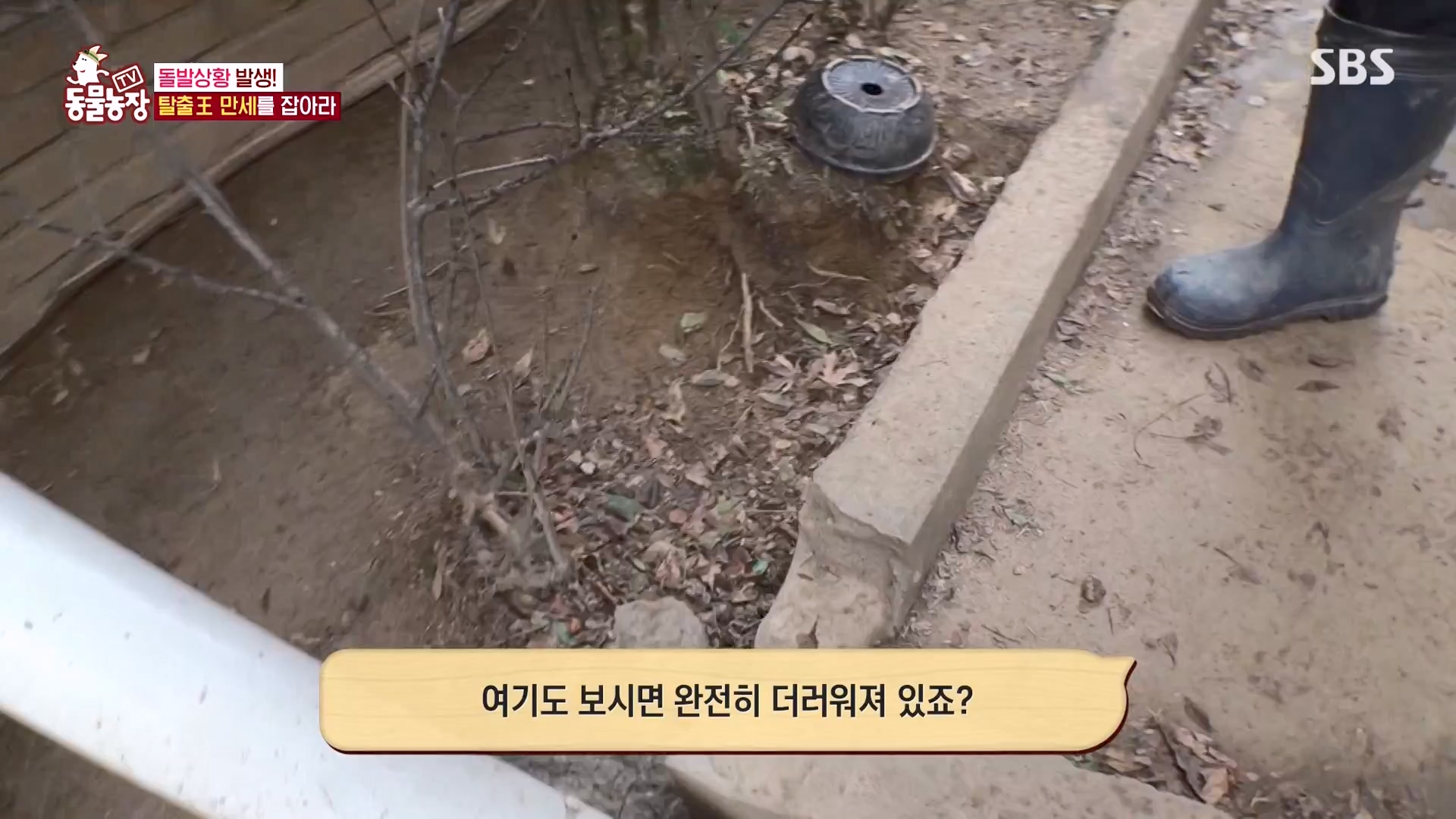 TV 동물농장.E1161.240303p-NEXT.mp4_20240303_172249.489.jpg