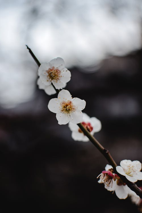 🌸 2025년 봄꽃 축제 일정 한눈에 보기
