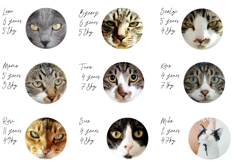 구냥이 고양이캔으로 네 건강관리해요 10