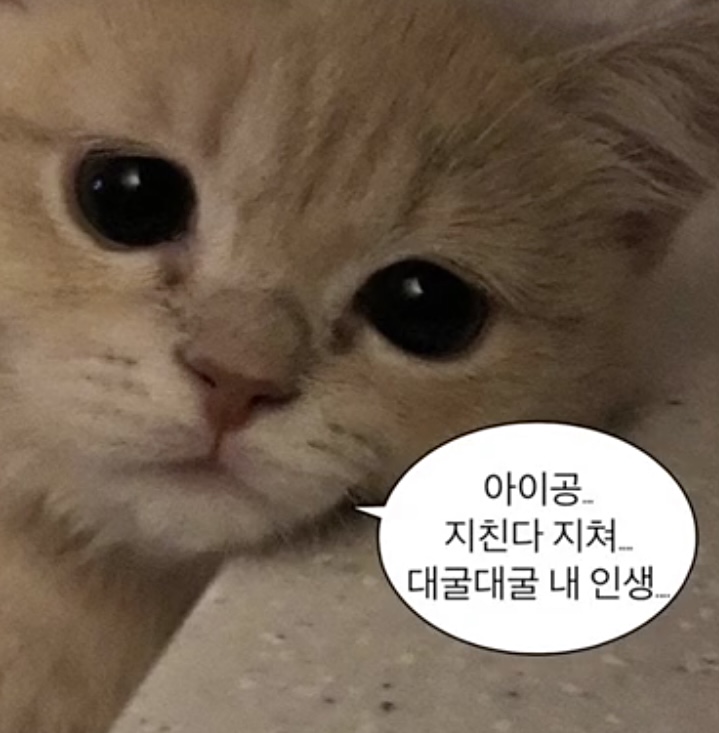말풍선 짤 모음 2탄 고양이짤·커플짤·웃긴짤·귀여운 동물 말풍선짤 - 당신에게 필요한 정보 말풍선 짤 모음 2탄 고양이짤·커플짤·웃긴짤·귀여운 동물 말풍선짤 - 당신에게 필요한 정보