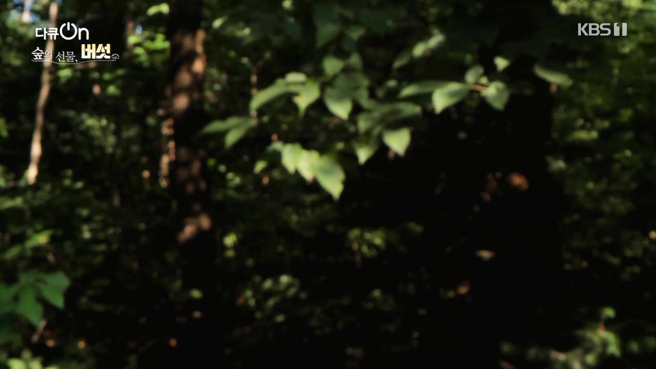 다큐 온.E227.231120p-NEXT.mp4_20231121_201839.490.jpg