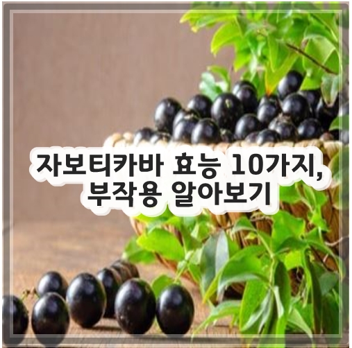 자보티카바 효능 10가지&#44; 부작용 알아보기