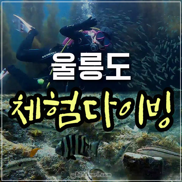 울릉도 체험 다이빙