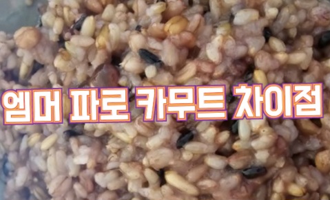 엠머-파로-카무트-차이