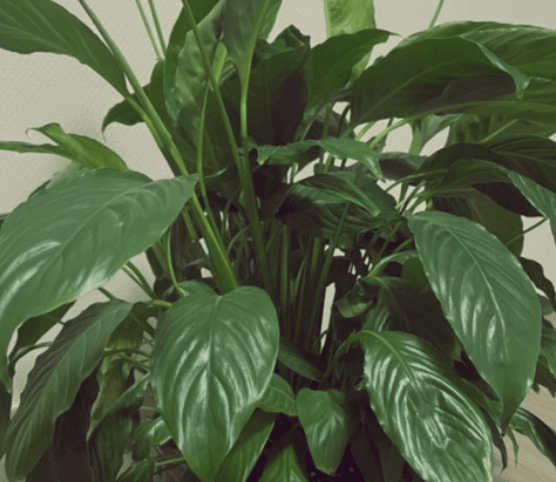 잎이-반질반질-빛나는-식물