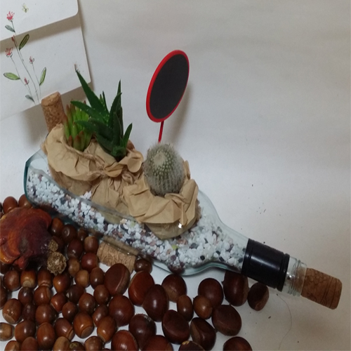  깊어가는 가을 멋지게 보이는 다육식물 그룹은 세덤류의 속