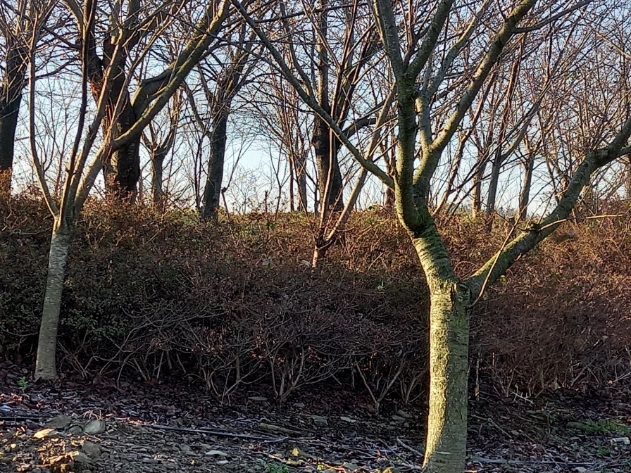 img.jpg