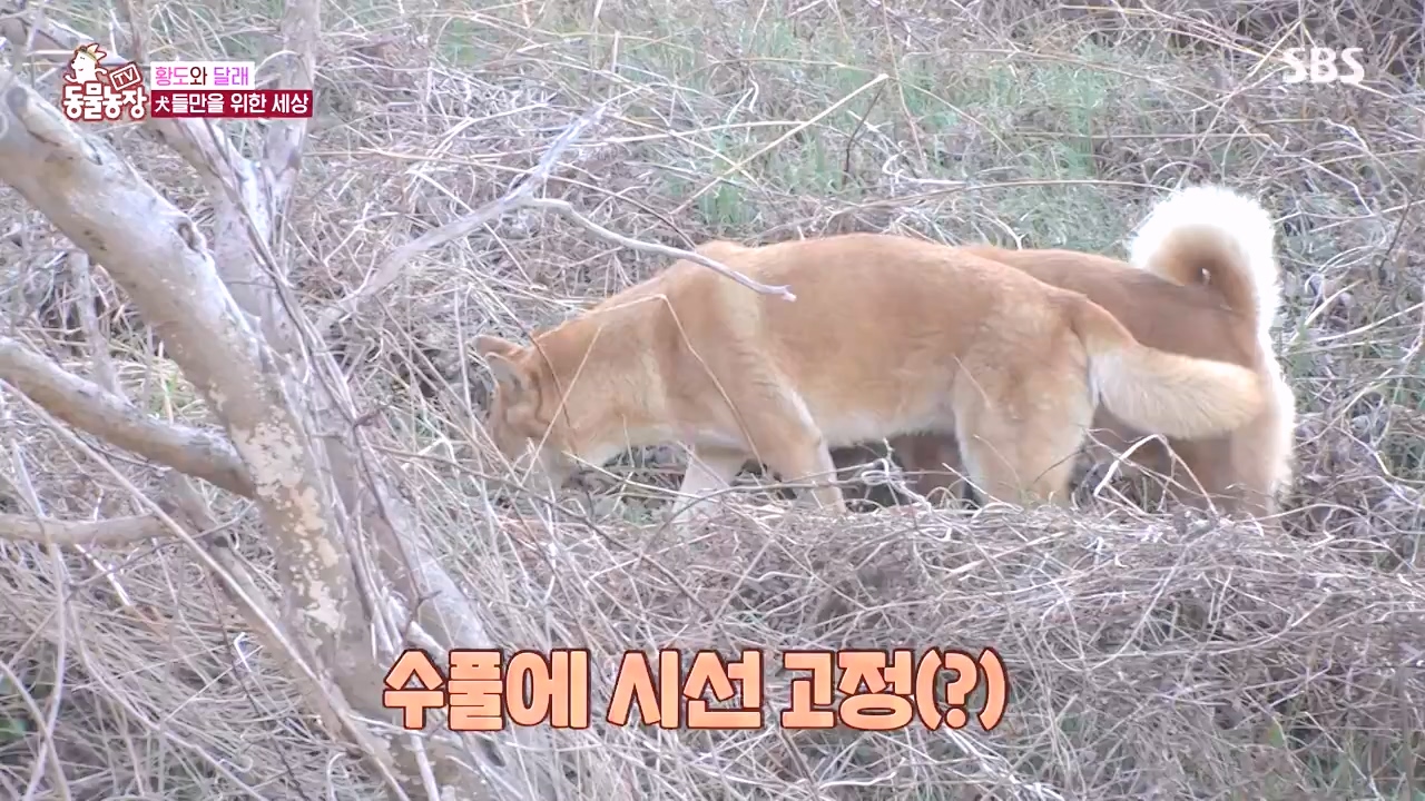 TV 동물농장.E1171.240513p-NEXT.mp4_20240512_163333.554.jpg