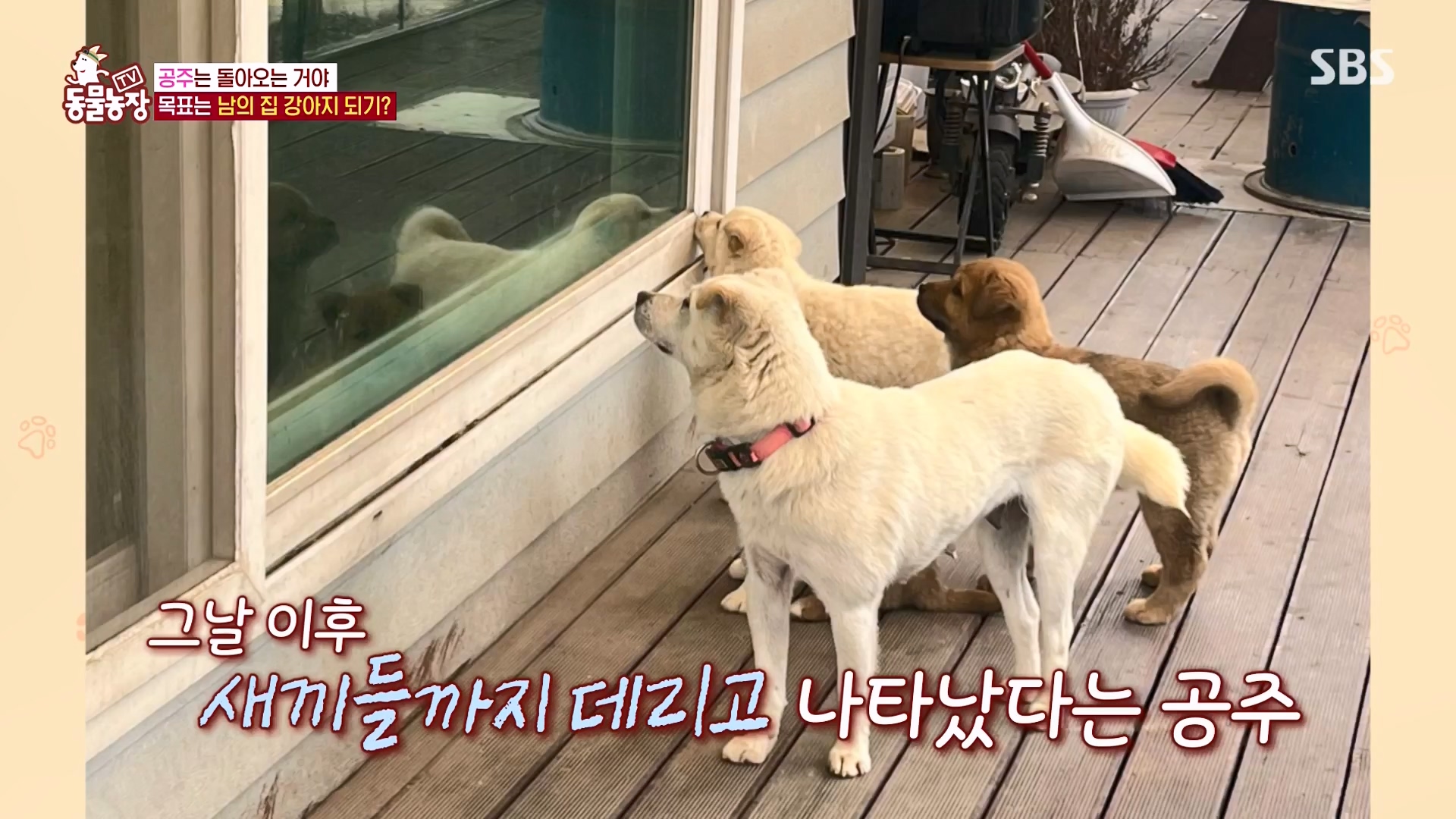 TV 동물농장.E1163.240317p-NEXT.mp4_20240317_171050.325.jpg