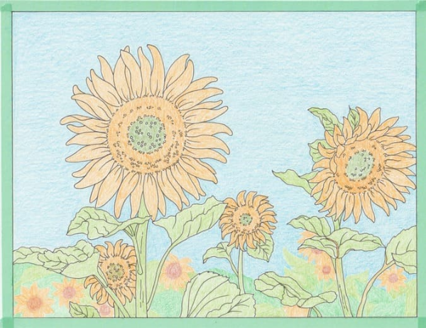 배경 하늘과 해바라기의 밑바탕만 칠한 그림