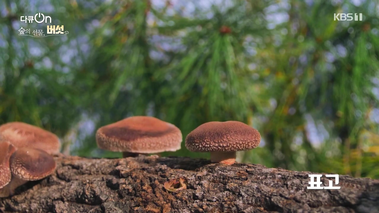 다큐 온.E227.231120p-NEXT.mp4_20231121_201834.879.jpg