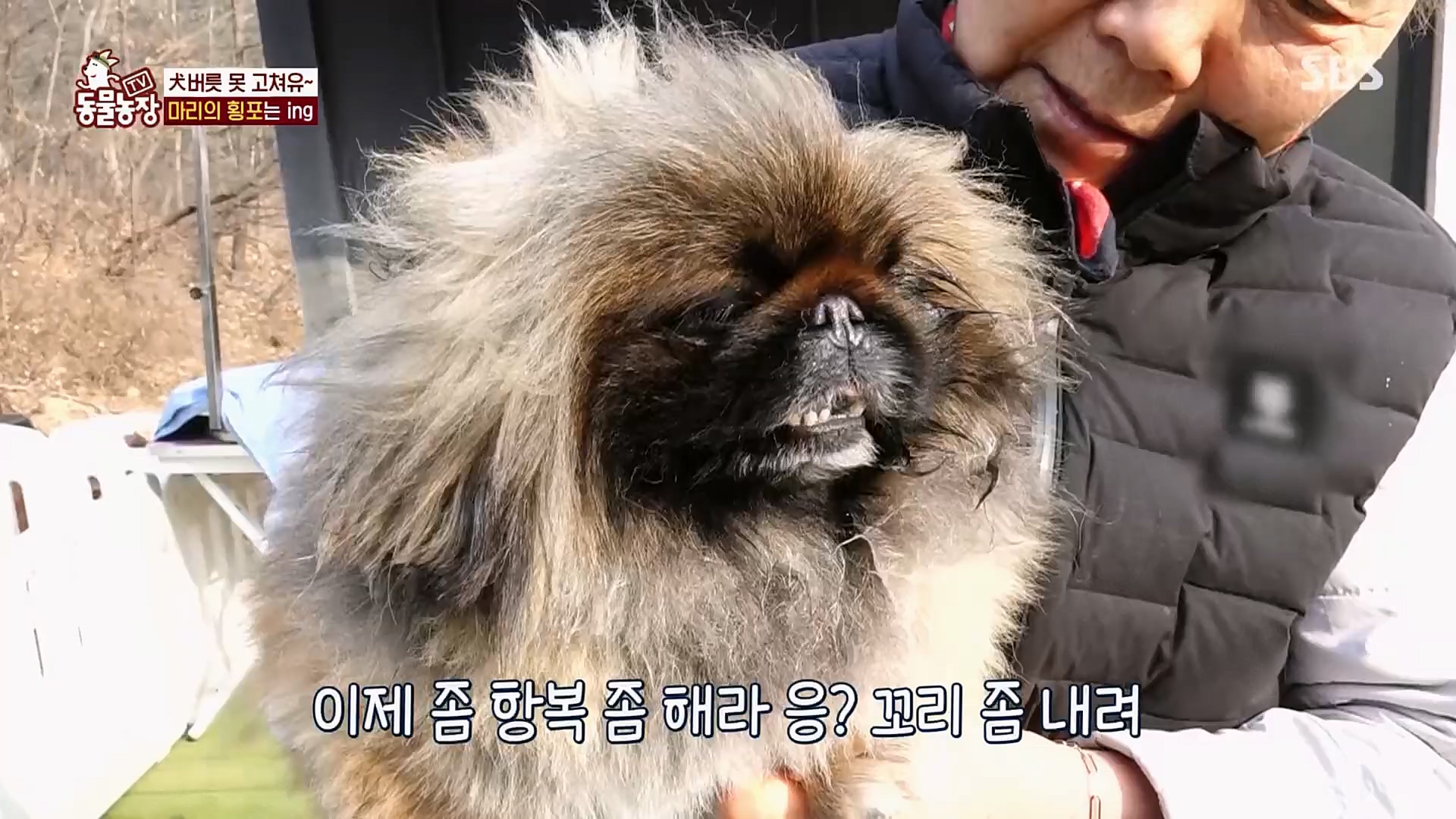 TV 동물농장.E1110.230305p.H264-F1RST.mp4_20230305_183200.990.jpg