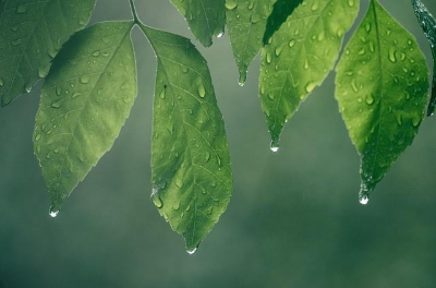 연두색 나뭇잎 끝에 맺혀 있는 물방울