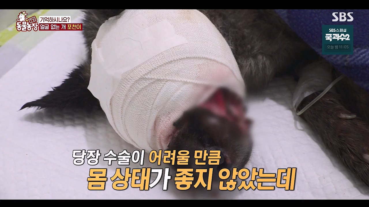 TV 동물농장.E1137.230911p-NEXT.mp4_20230910_183223.114.jpg