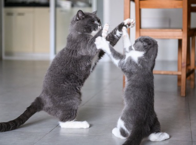 싸우고 있는 고양이 두 마리.