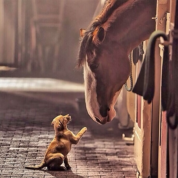Budwiser &quot;Clydesdale and Puppy&quot;