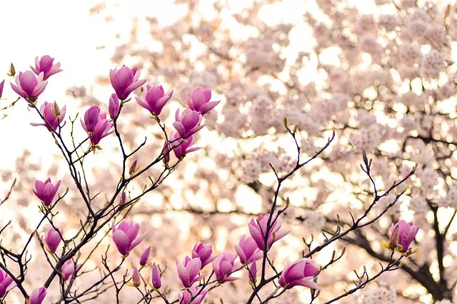 경상남도 수목원 5월의 꽃 관음죽꽃 핑퐁나무 황금자주달개비 마가렛 만첩빈도리 자란 크레이프자스민_3