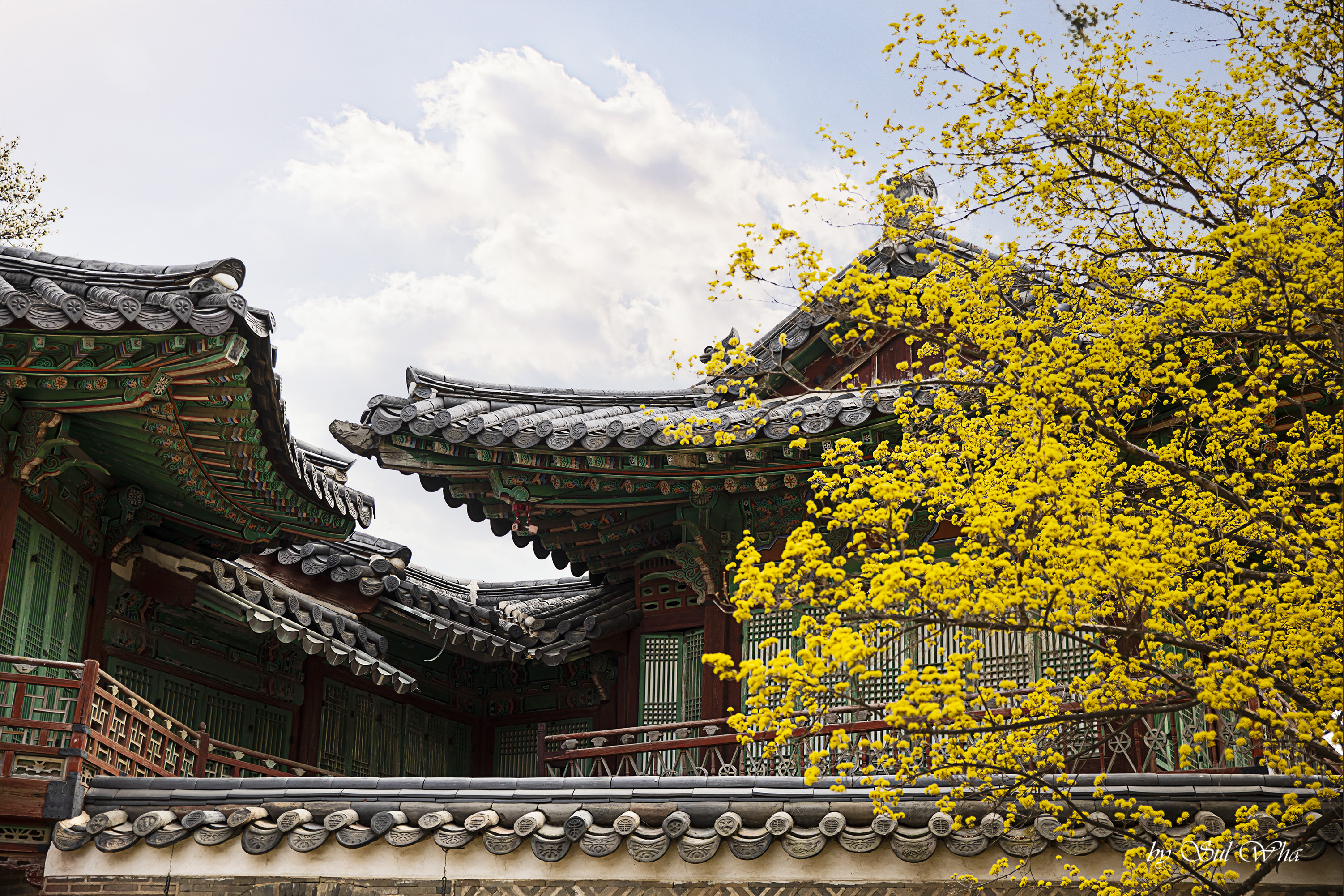 (창덕궁 만첩홍매화) ​​2023년 3월 28일 See More 3