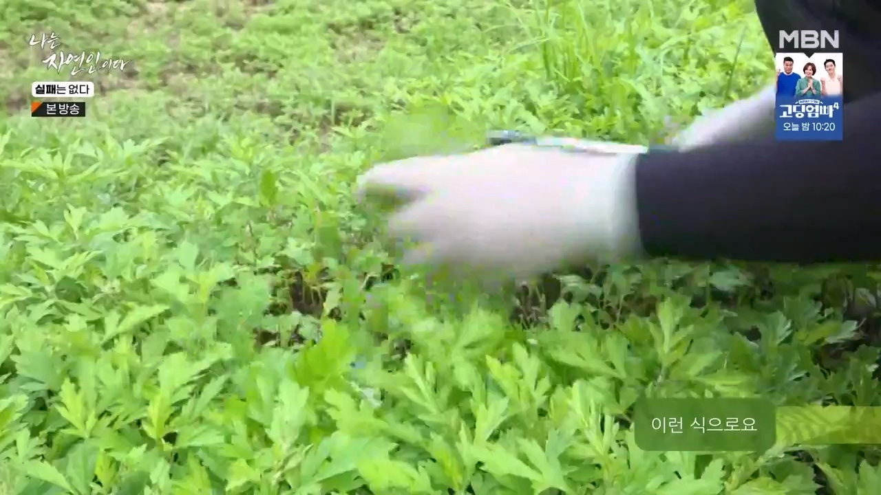 나는 자연인이다.E567.230817p-NEXT.mp4_20230817_202912.265.jpg