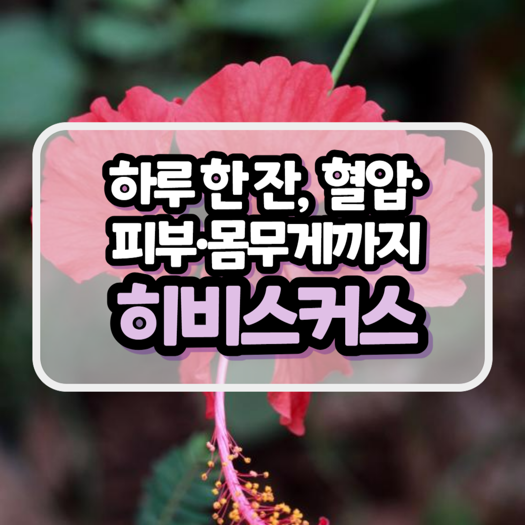히비커스-효능