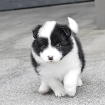 보더콜리 분양 가격 성격 수명 장단점_9
