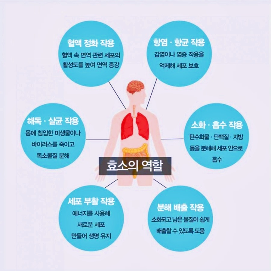  효소(Enzyme)