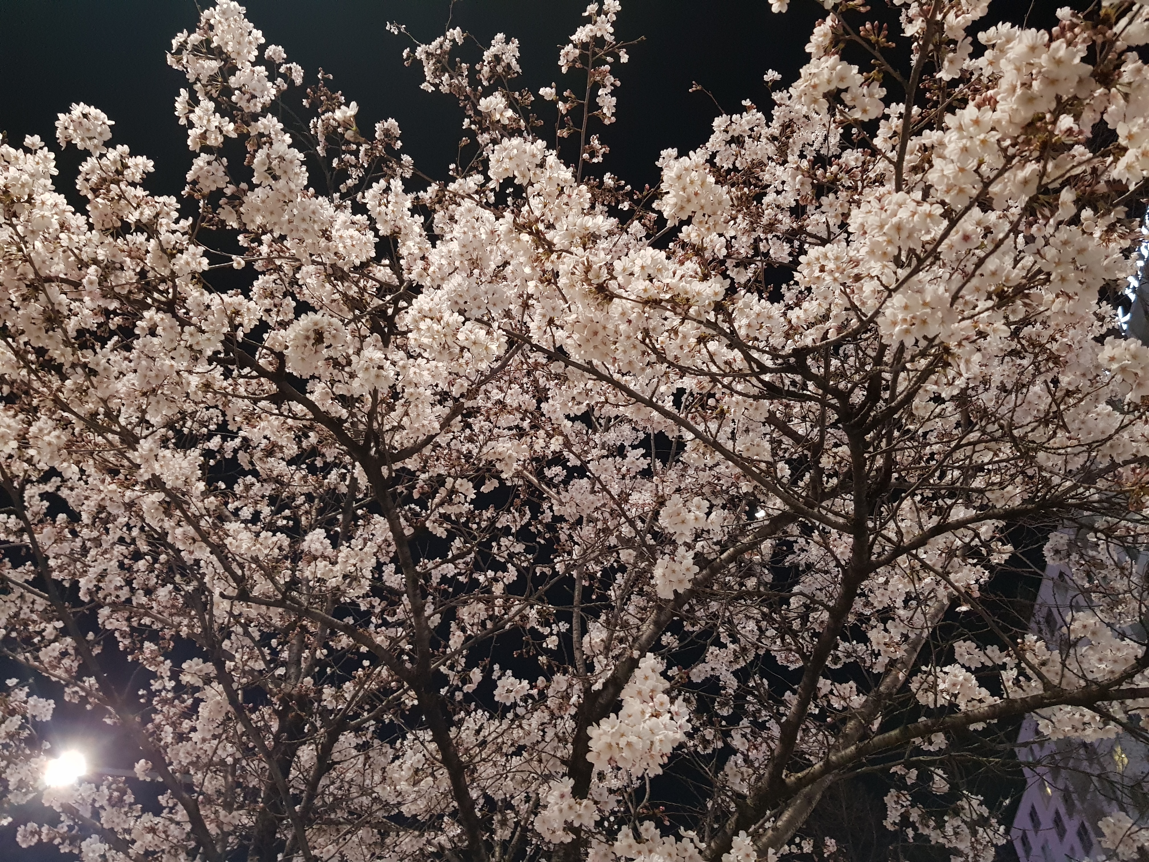  2020년 봄을 지나며