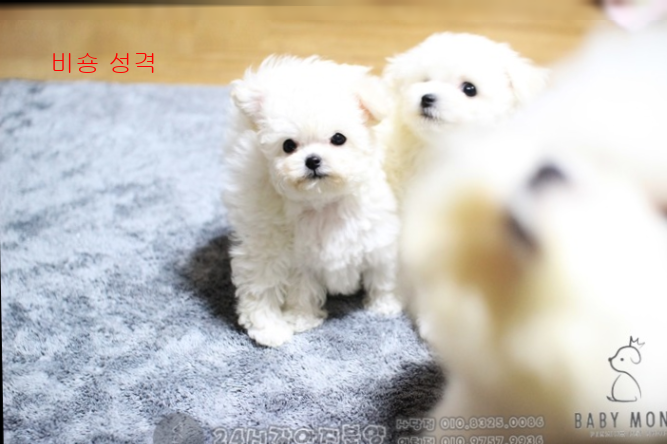 비숑 성격7