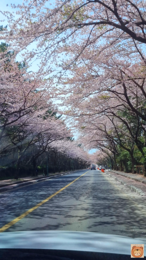 제주대학교 벚꽃길