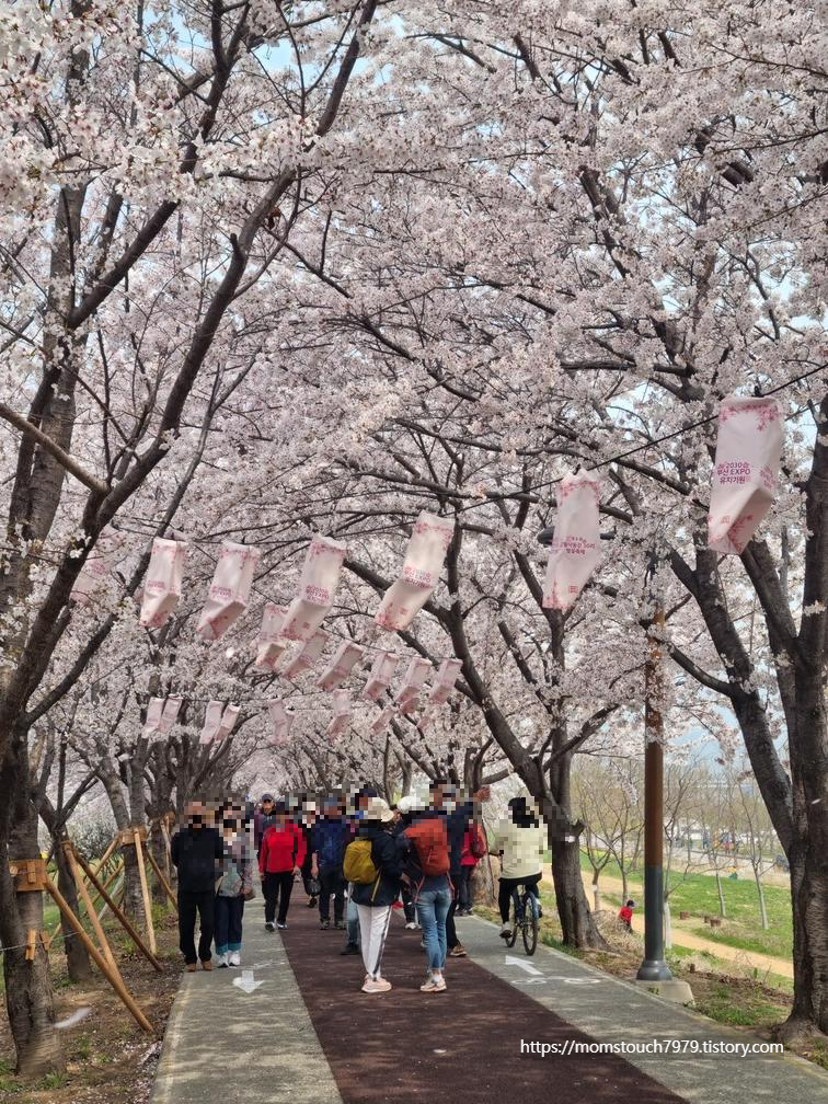 부산벚꽃 명소 대저생태공원 벚꽃축제