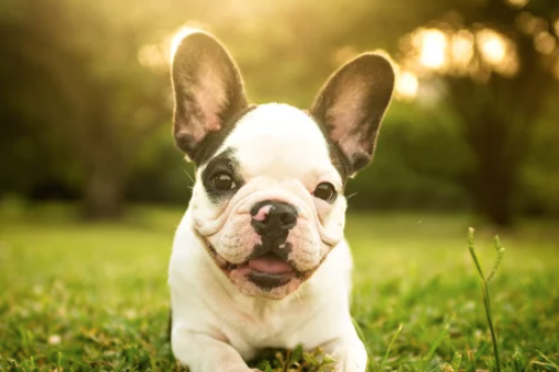 프렌치 불독/출처: Adobe Stock