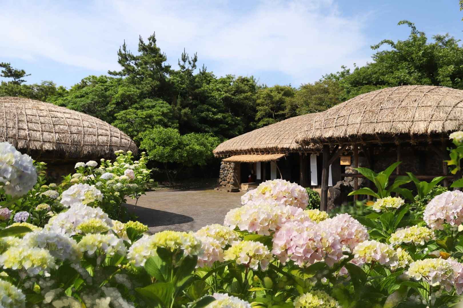 제주민속촌 수국축제