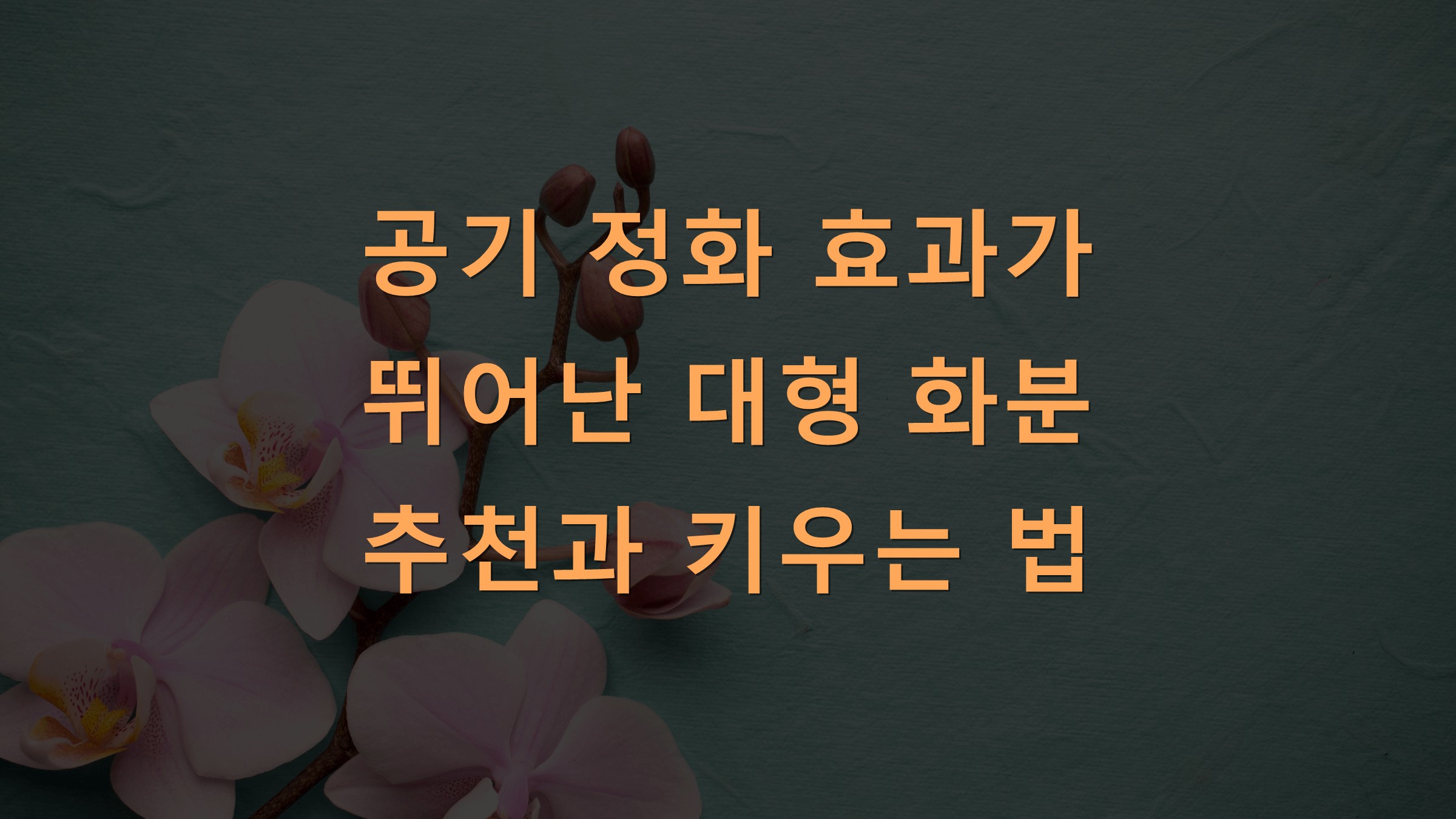 공기 정화 효과가 뛰어난 대형 화분 추천과 키우는 법