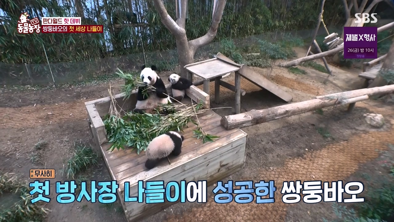 TV 동물농장.E1155.240122p-NEXT.mp4_20240121_145939.427.jpg