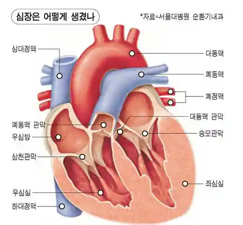 심장은 어떻게 생겼나? (출처 : 서울대병원 순환기내과)